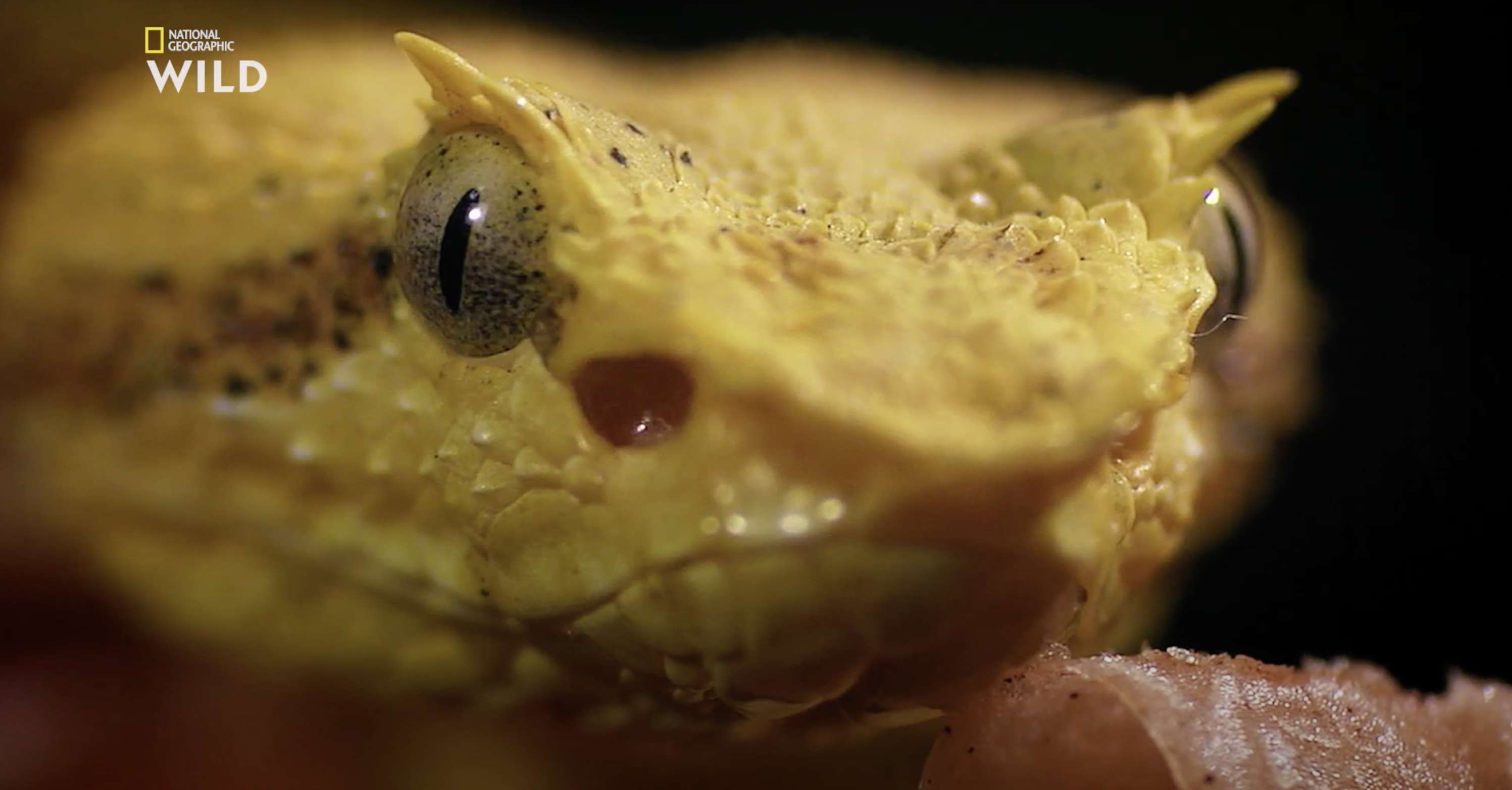 NATIONAL GEO → Mois du serpent