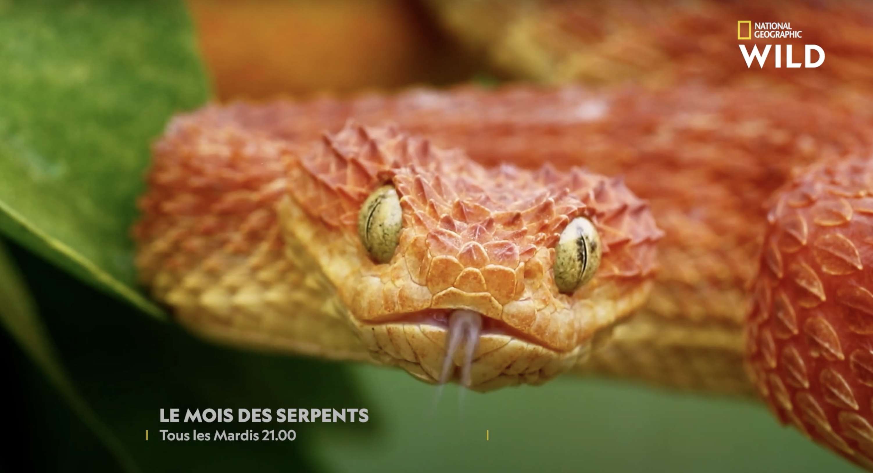 NATIONAL GEO → Mois du serpent